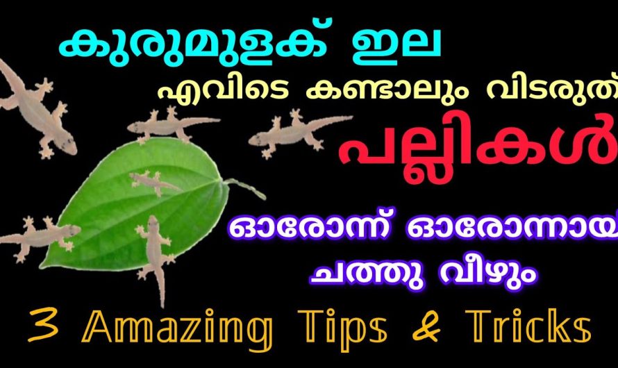 പല്ലികൾ ഓരോന്ന് ഓരോന്നായി ച..ത്തു വീഴാൻ ഒരു കുരുമുളകില മതി