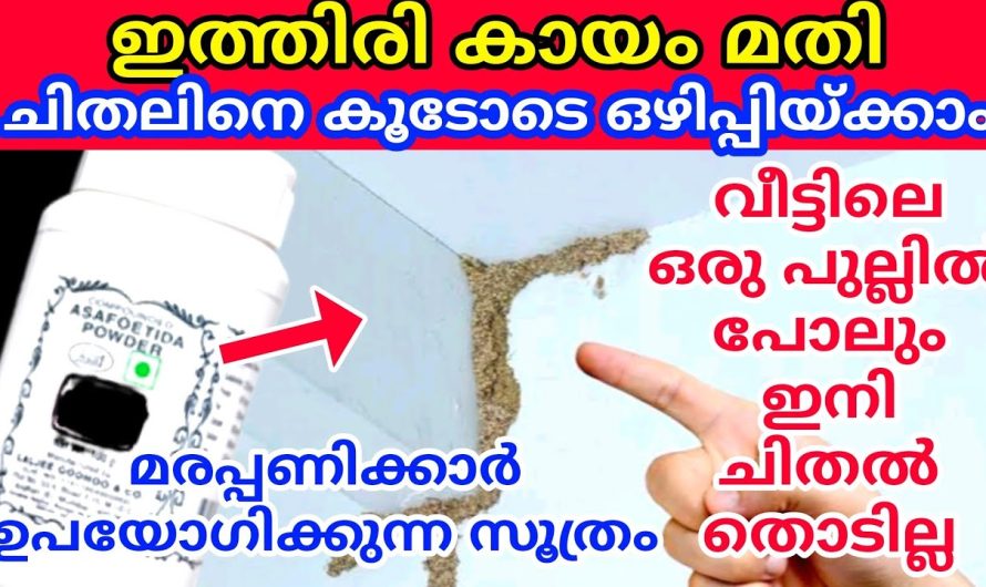 ചിതലും ഉറുമ്പും ജെൻമത്ത് വീട്ടിൽ കേറില്ല
