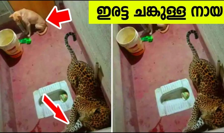 ഇതാണ് ഇരട്ട ചങ്കന്‍ നായ ! പുലിയുടെ ആപ്പീസ് പൂട്ടി :) :)