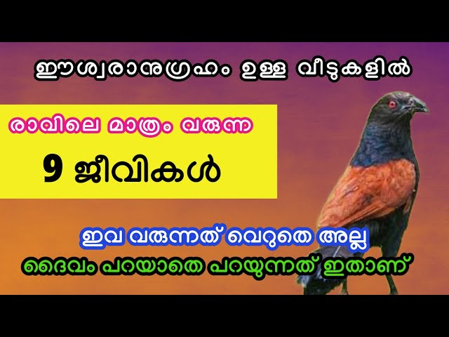 ഈശ്വരാനുഗ്രഹം ഉള വീടുകളിൽ മാത്രം രാവിലെ വരുന്ന ജീവികൾ