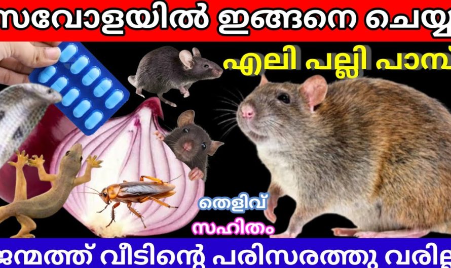 സവോളയിൽ ഈ സൂത്രം ചെയ്യൂ എലി പല്ലി പാമ്പ് വീട്ടിൽ നിന്നും തല തെറിച്ചോടും