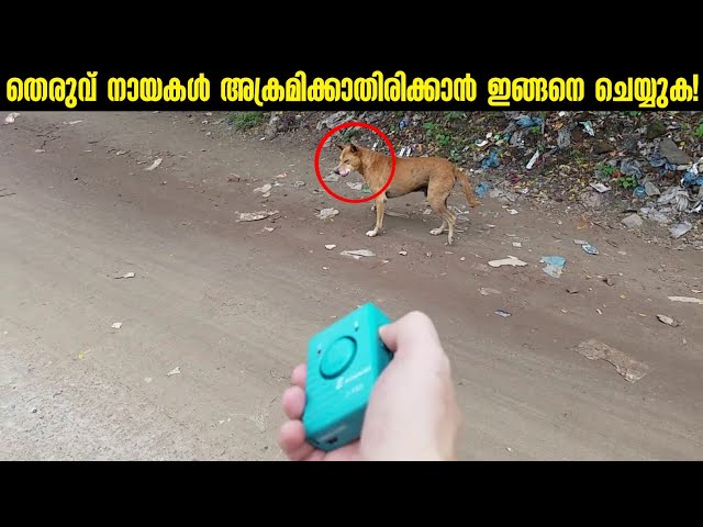തെരുവ് നായകളിൽ നിന്നും രക്ഷപ്പെടാനുള്ള വഴികൾ