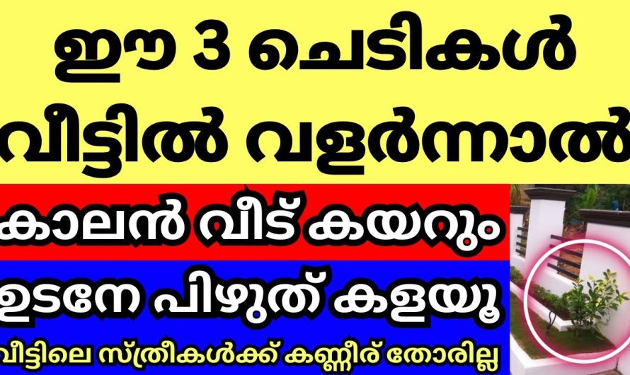 വീട്ടിൽ ഈ ചെടികൾ വളർത്തിയാൽ ആ വീട്ടിലെ സ്ത്രീകളുടെ കണ്ണീര് തോരില്ല,