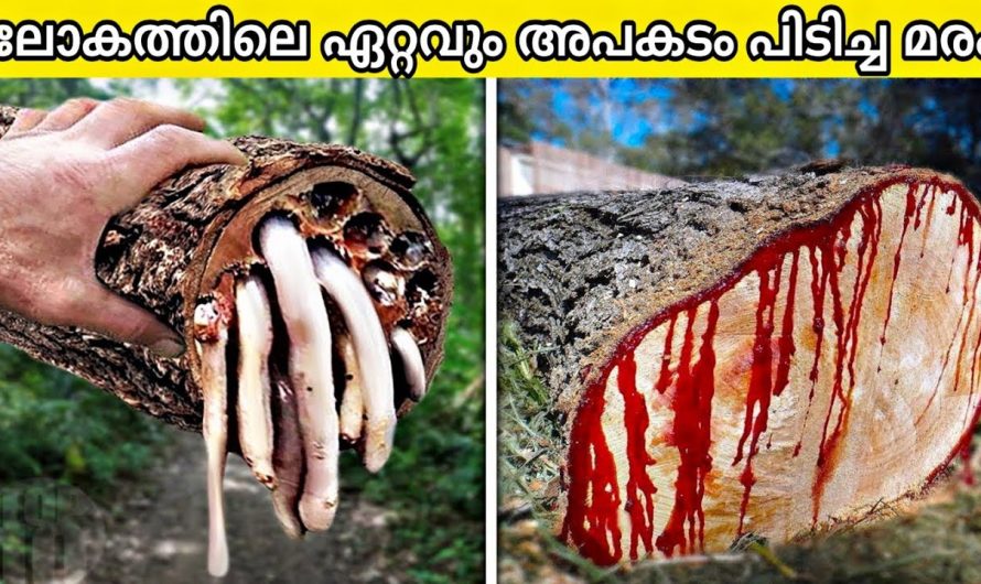 ലോകത്തിലെ തന്നെ അപകടകാരികൾ ആയിട്ടുള്ള 10 മരങ്ങൾ