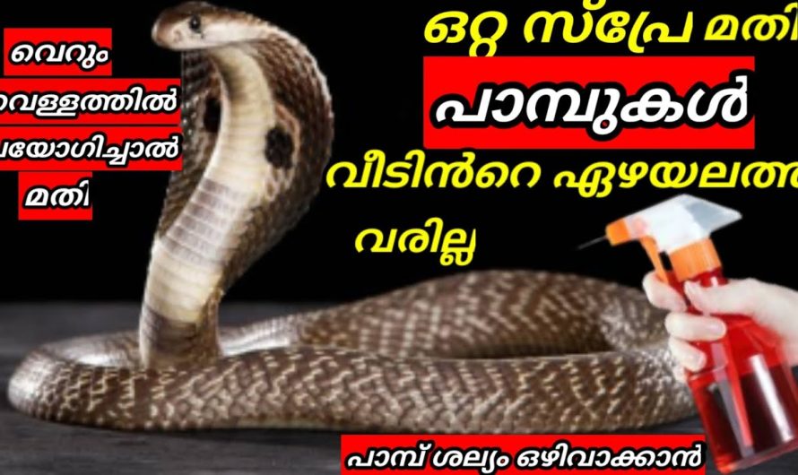 ഈ ഒറ്റ സ്പ്രേ മതി പാമ്പുകൾ വീടിൻറെ ഏഴയിലത്തു വരില്ല