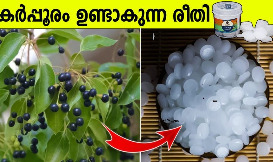 കർപ്പൂരത്തിന്റെ വ്യാവസായിക നിർമ്മാണം എങ്ങനെയെന്നറിയേണ്ടേ