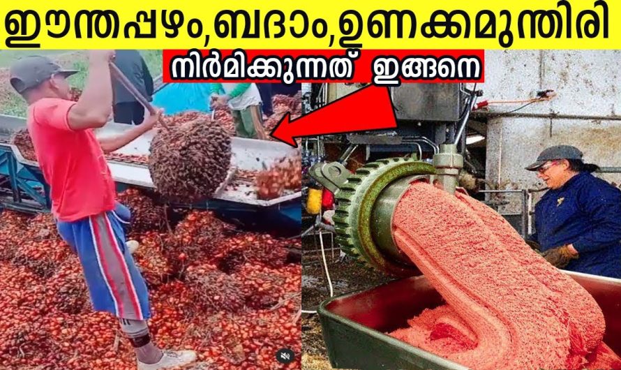 ഡ്രൈ ഫ്രൂട്ട്സ്😋 എങ്ങനെയാണ് ഉണ്ടാക്കുന്നതെന്ന് അറിയാമോ