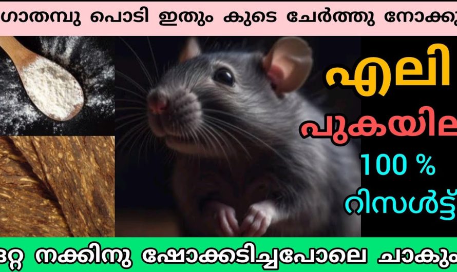 എലികളെ കൊല്ലാനുള്ള ഒരു അടിപൊളി എഫക്ടീവ് ടിപ്സ് പരിചയപ്പെടാം..