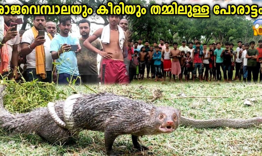 കീരിയും പാമ്പും തമ്മിലുള്ള ശത്രുതയ്ക്ക് പിന്നിലെ പ്രധാന കാരണങ്ങൾ..
