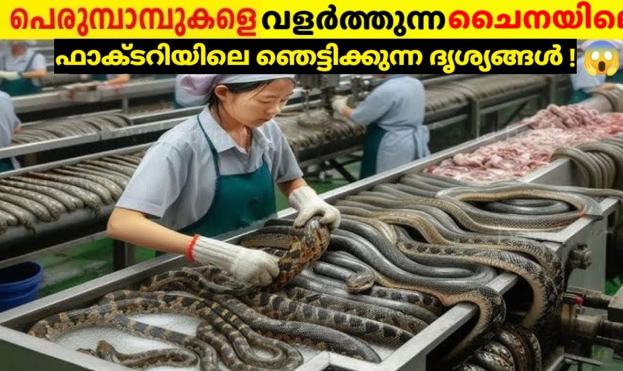 പെരുമ്പാമ്പുകളെ വളർത്തി കോടികൾ സമ്പാദിക്കുന്ന ലോകത്തിലെ ചില ഗ്രാമങ്ങൾ..
