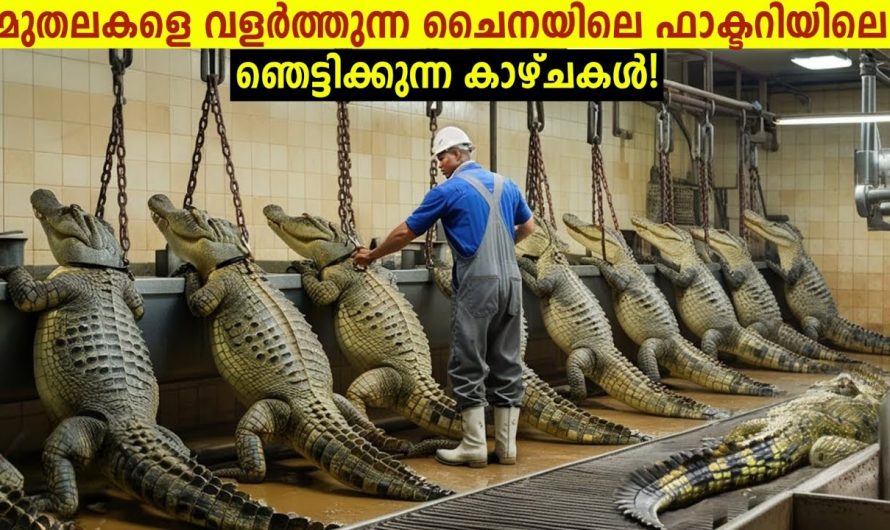 കോടികൾ കൊയ്യുന്ന ചൈനയിലെ മുതല കൃഷി!😱