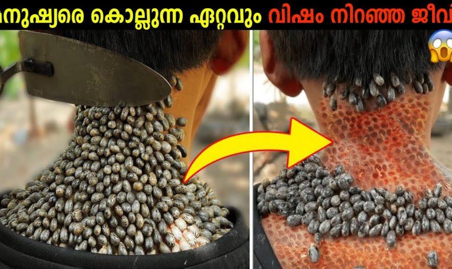 ഭൂമിയിലെ ഏറ്റവും അപകടകാരികളും അതുപോലെ വിഷം നിറഞ്ഞ ജീവികൾ..