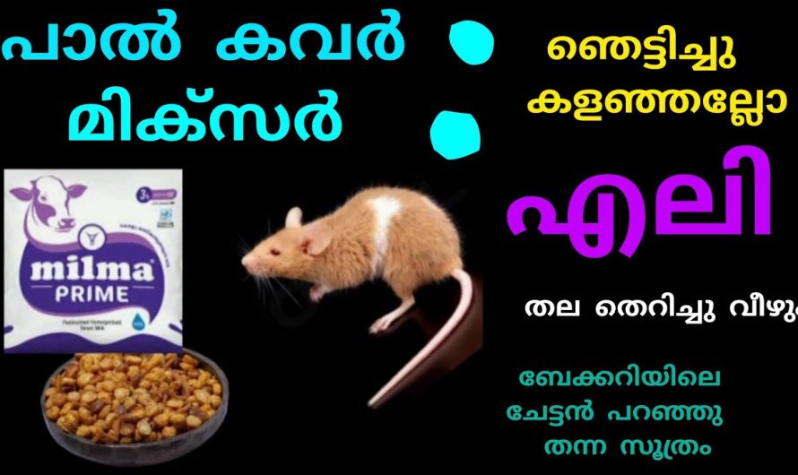 പാൽ കവർ ഉണ്ടെങ്കിൽ ഇനി കളയാതെ സൂക്ഷിക്കാം.. വീട്ടിലുള്ള എലി ശല്യം പാടെയില്ലാതാവും..