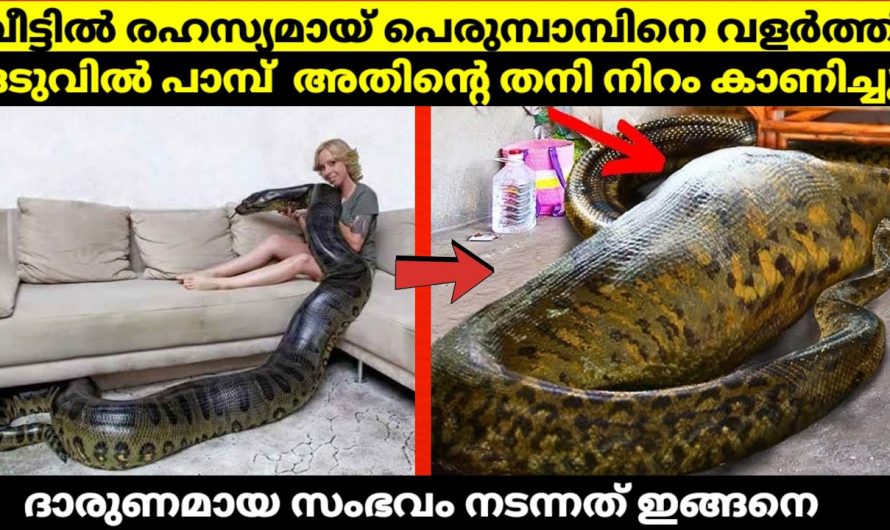 വീട്ടിൽ വളർത്തു മൃഗമായി പാമ്പിനെ വളർത്തിയ സ്ത്രീക്ക് സംഭവിച്ചത് കണ്ടോ..