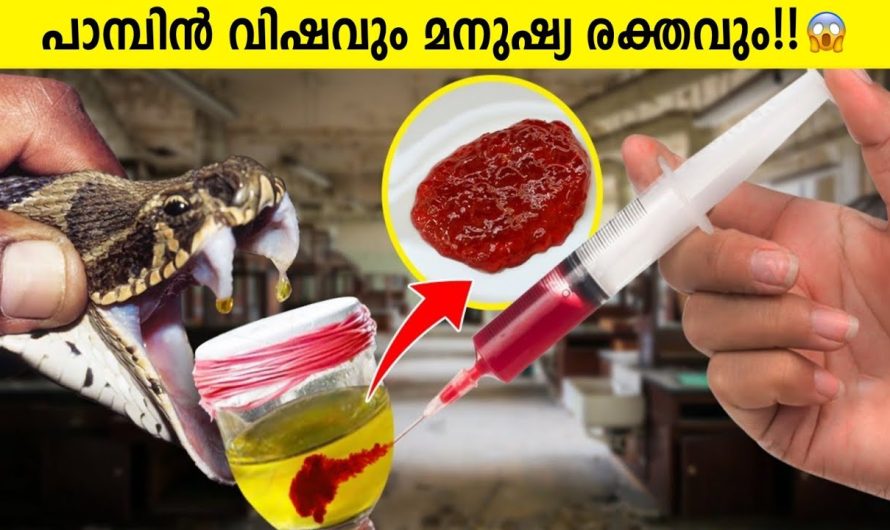 ഏറ്റവും കൂടുതൽ പാമ്പുകടിയേറ്റ് മരണം സംഭവിക്കുന്ന രാജ്യം..