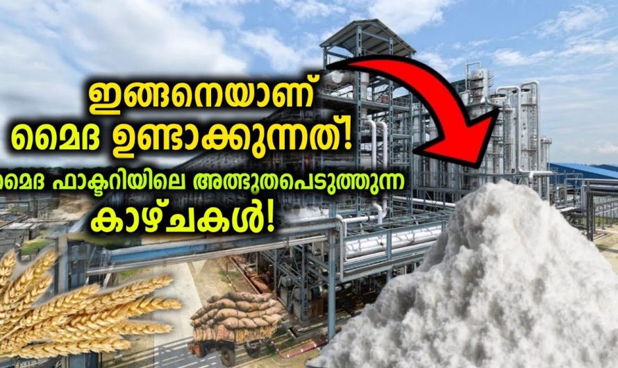 മൈദ നിർമ്മിക്കുന്ന Factory ലെ അത്ഭുത കാഴ്ചകൾ!😱
