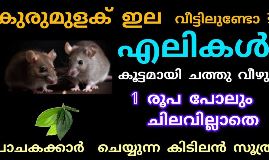 കയ്യിൽ കുരുമുളകിന്റെ ഇലയുണ്ടോ എങ്കിൽ എലികളെ വീട്ടിൽ നിന്നും തുരത്തി ഓടിക്കാം..