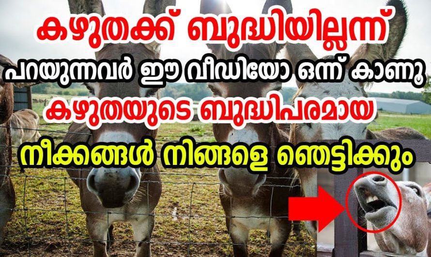 കഴുതയെ മണ്ടന്മാർ എന്ന് വിളിക്കുന്നവർ ഈ വീഡിയോ കണ്ടു ഞെട്ടിക്കൊ