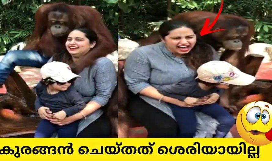 ഭർത്താവ് പോയപ്പോൾ കുരങ്ങൻ ചെയ്തത്