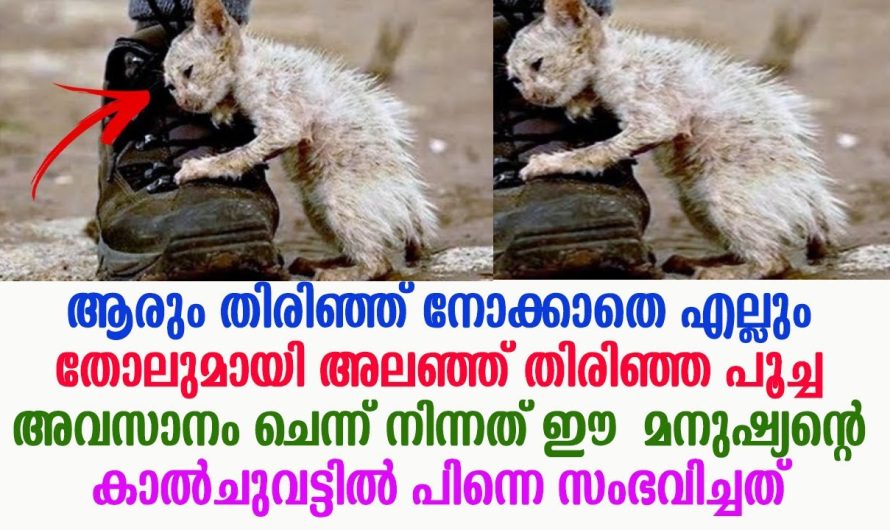 എല്ലും തോലുമായി നടന്ന പൂച്ചയ്ക്ക് അവസാനം സംഭവിച്ചത്