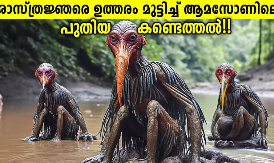 തിളച്ചുമറിയുന്ന ആമസോണിലെ വിചിത്രമായ നദി..
