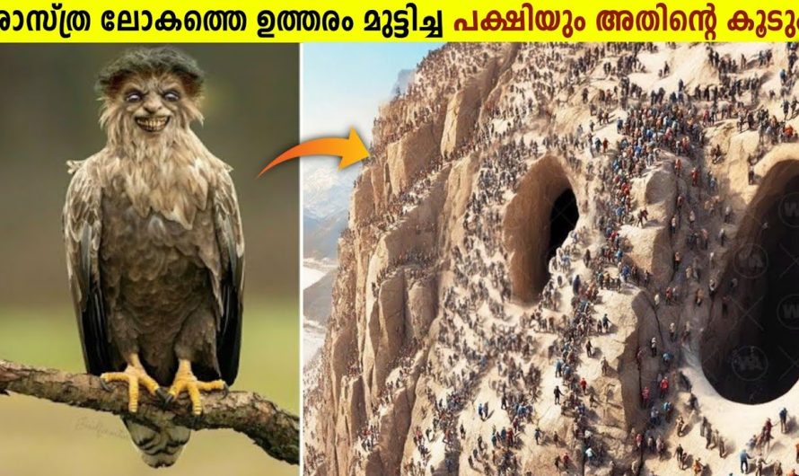 ശാസ്ത്രലോകത്തെ അമ്പരപ്പിച്ച പ്രകൃതിയിലെ എഞ്ചിനീയർസ്!