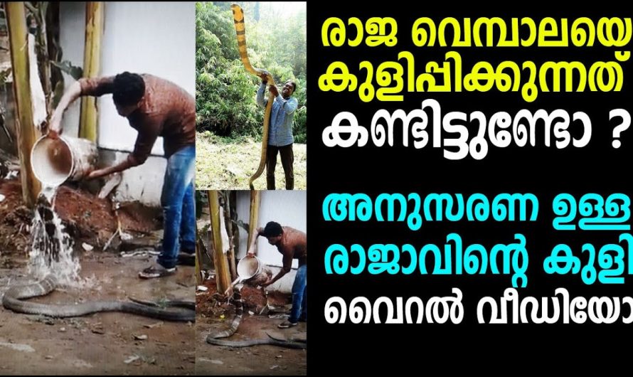 രാജവെമ്പാലയെ കുളിപ്പിക്കുന്നത് കണ്ടിട്ടുണ്ടോ