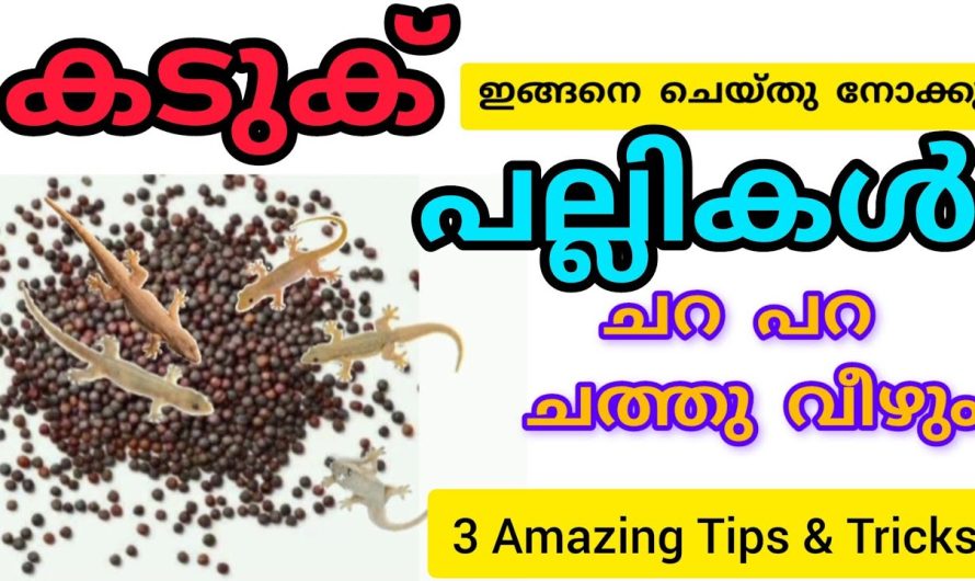 മനുഷ്യരെ വരെ ഇഞ്ചിഞ്ചായി വേദനിപ്പിച്ച കൊന്നു തിന്നുന്ന കൊമോഡോ ഡ്രാഗൺസ്..