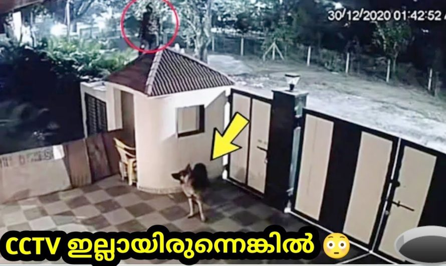 നായയുടെ ഹീറോയിസം