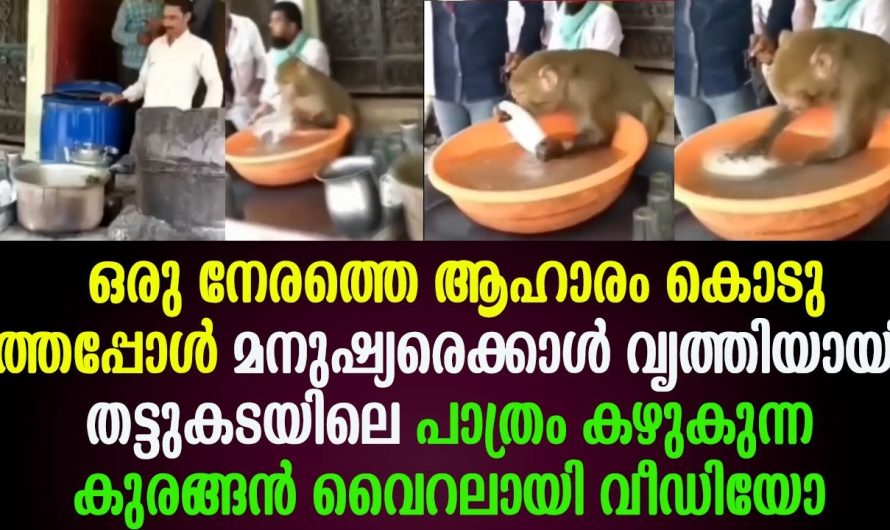 തട്ടുകടയിലെ പാത്രം കഴുകുന്ന കുരങ്ങൻ വൈറലായി വീഡിയോ