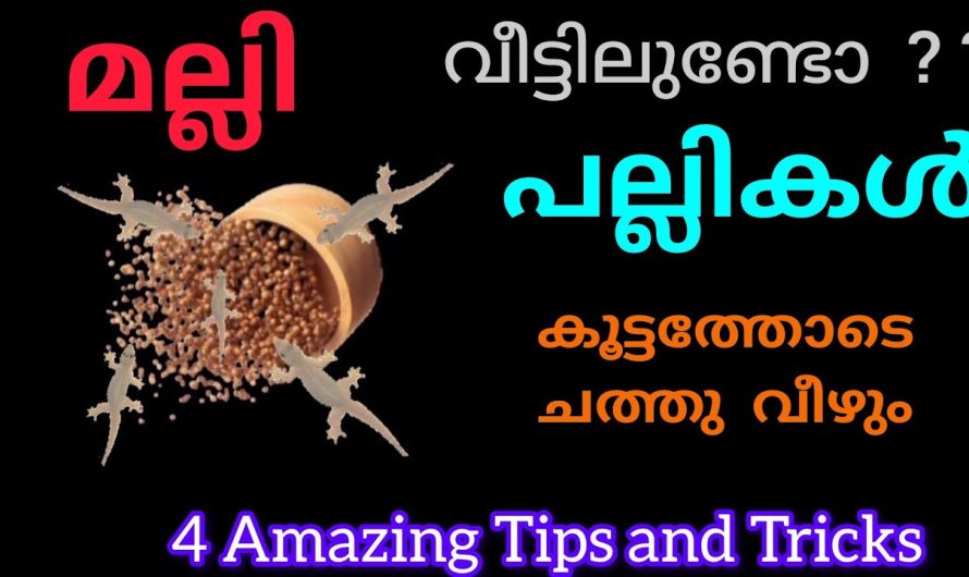 ഒരുപാട് ആളുകൾ ചെയ്ത് നല്ല റിസൾട്ട് കിട്ടിയ അടിപൊളി ടിപ്സുകൾ..