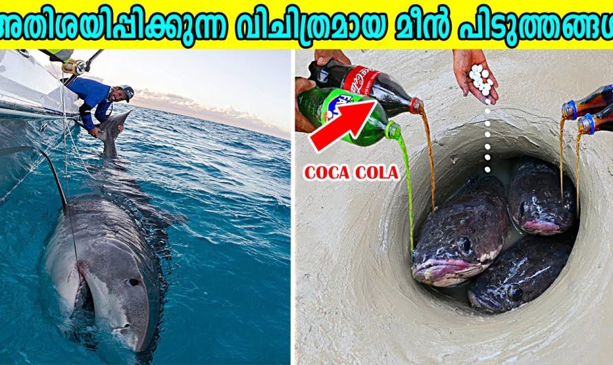 വിചിത്രമായ മീൻ പിടുത്തങ്ങൾ