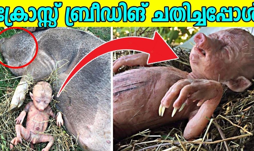 ക്രോസ്സ് ബ്രീഡിങ്ങിലൂടെ ലോകത്തെ ഞെട്ടിച്ചു