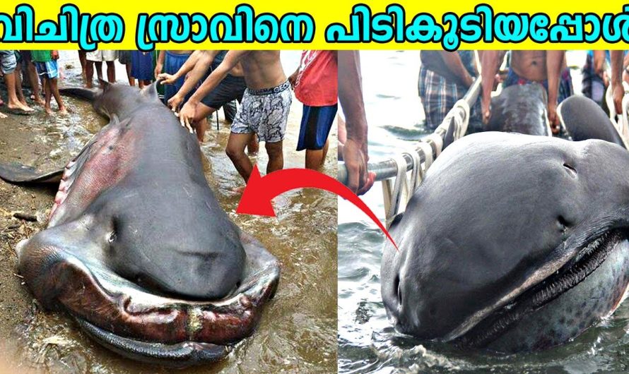 വിചിത്ര സ്രാവിനെ പിടികൂടിയപ്പോൾ