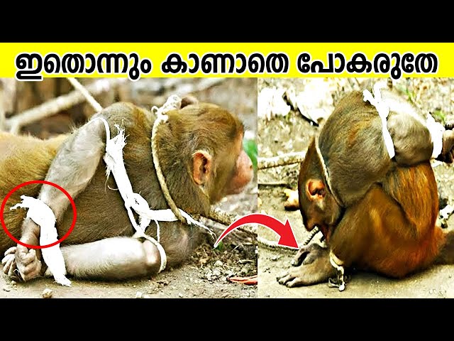 ഈ മൽപ്പിടുത്തം കാണാതെ പോകരുത് |
