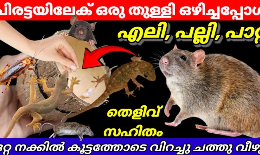 ചിരട്ട കൊണ്ട് ഉപകാരപ്രദമായ അടിപൊളി ടിപ്സുകൾ പരിചയപ്പെടാം..