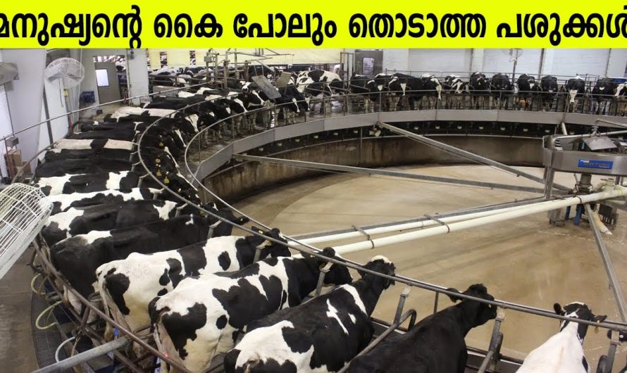 ആധുനിക കാലത്തെ പശു വളർത്തൽ