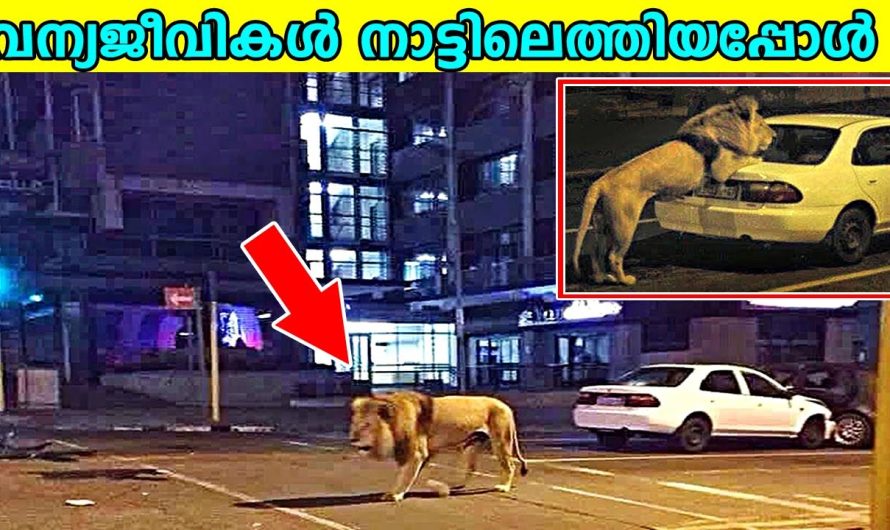 നാട്ടിൽ എത്തിയ വന്യമൃഗങ്ങൾ|