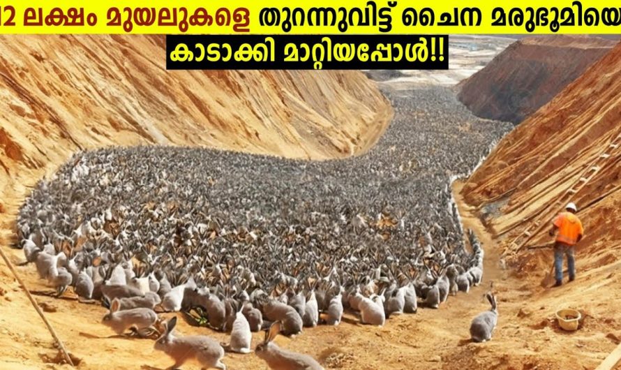 12 ലക്ഷം മുയലുകളെ മരുഭൂമിയിൽ തുറന്നുവിട്ടപ്പോൾ!😱