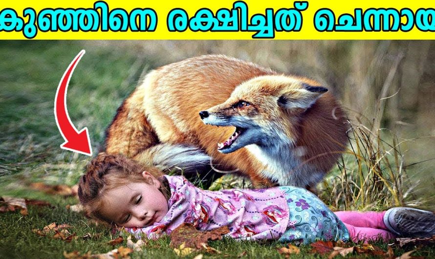 മനുഷ്യർക്ക് ഉണ്ടാകുമോ ഇത്രയും സ്നേഹം