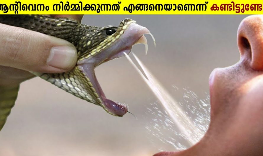 ജീവൻ പണയം വെച്ച് ചെയ്യേണ്ട ജോലികൾ!😱