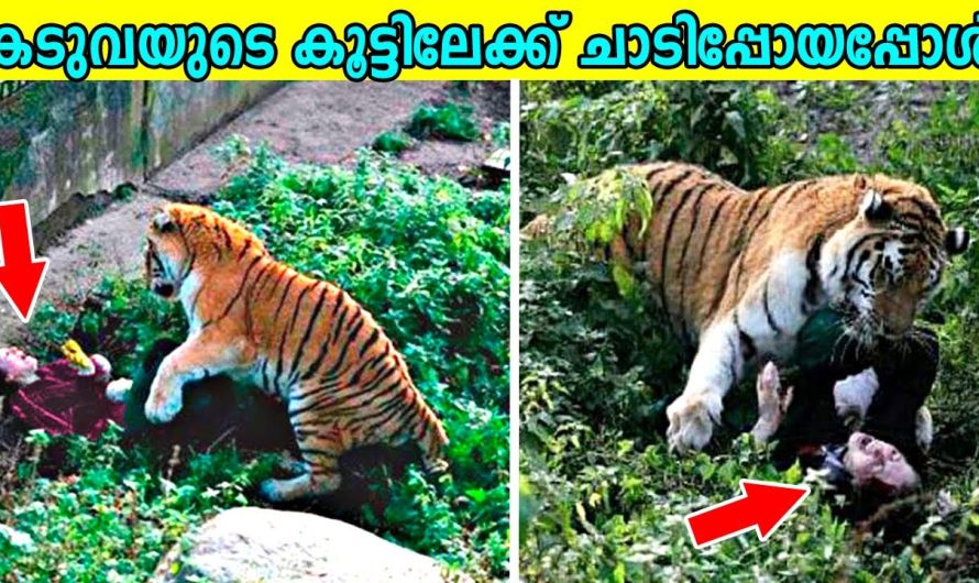 മൃഗശാലയിൽ മൃഗങ്ങളുടെ കൂട്ടിലേക്ക് ചാടിപ്പോയവർ