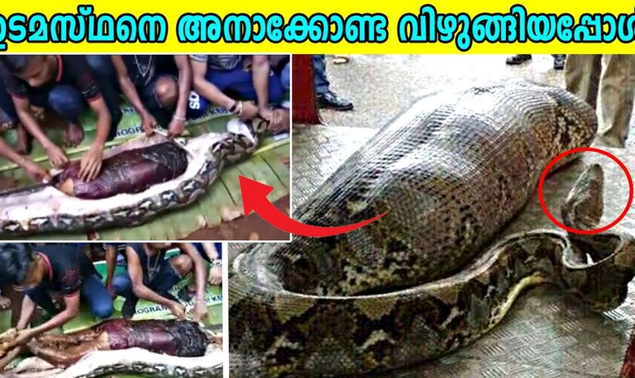 ഉടമസ്ഥനെ അനക്കോണ്ടാ വിഴുങ്ങിയപ്പോൾ
