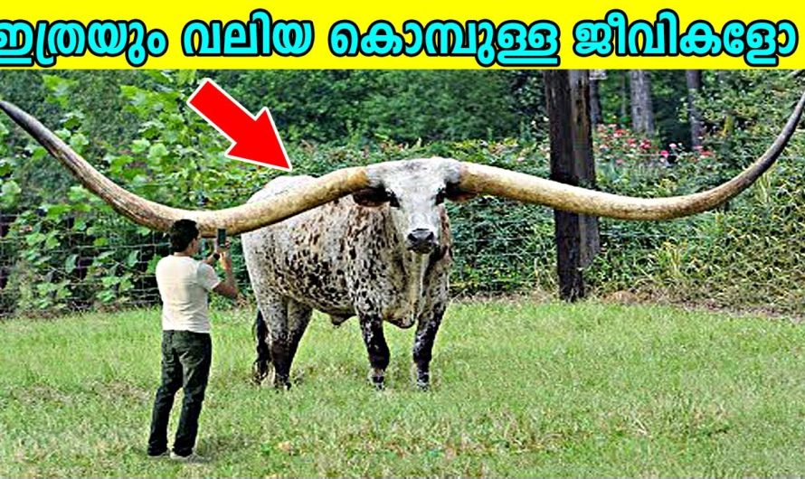 ലോകത്തിലെ ഏറ്റവും വലിയ കൊമ്പുള്ള ജീവികൾ