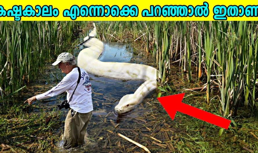 ഇവരെപ്പോലെ കഷ്ടകാലം പിടിച്ചവർ വേറെ ആരുണ്ട് ?