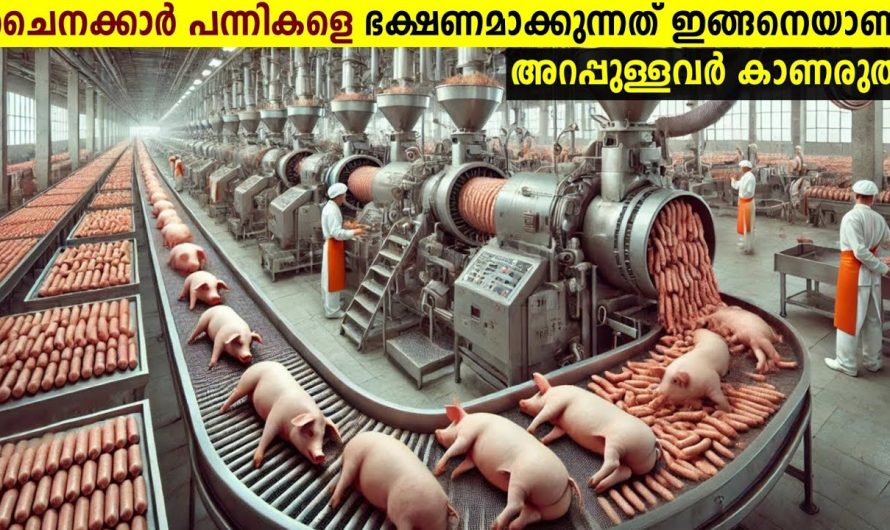 പൂച്ച ഫ്രൈ മുതൽ പാമ്പ് സൂപ്പ് വരെ!😱
