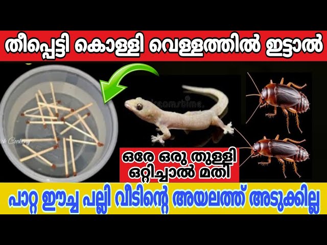 പല്ലി പാറ്റ ഈച്ച ഇനി വീട് വിട്ട് ഓടും തീപ്പെട്ടി കൊള്ളി വെള്ളത്തിൽ ഇട്ടു നോക്കു